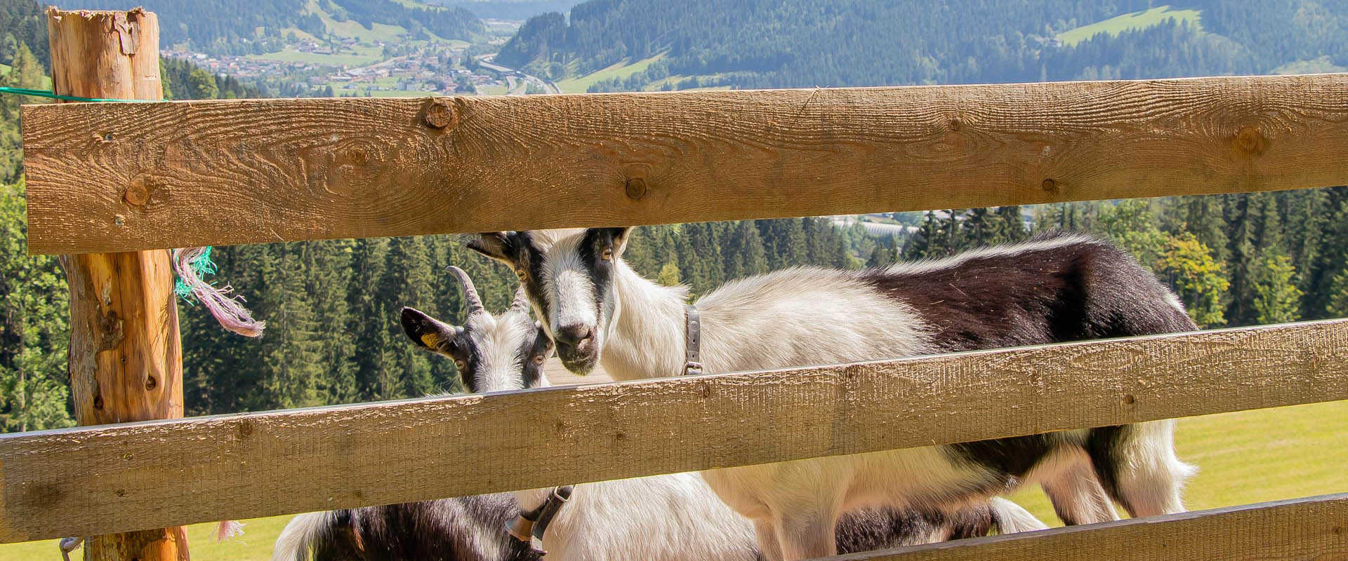 Chalet Nideremaisgut Ferienwohnung Eben Ziegen Hinter Zaun 1360