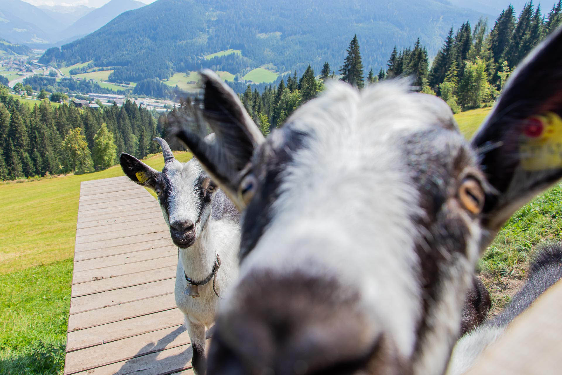 Chalet Niedermaisgut Ferienwohnung Eben Ziegen 1367